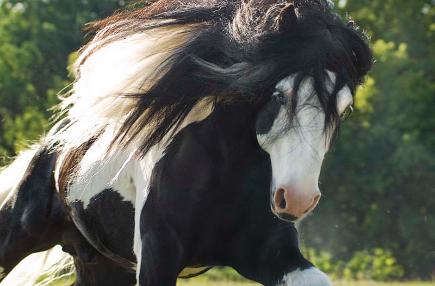 Lake Ridge Gypsy Horses